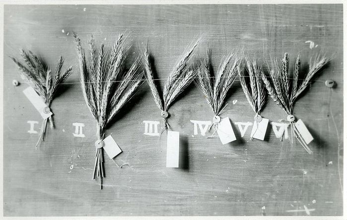 Landsorten – Getreideährensammlung, 1922