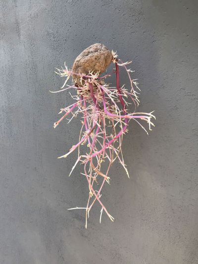 Kartoffel (Plakatsujet)